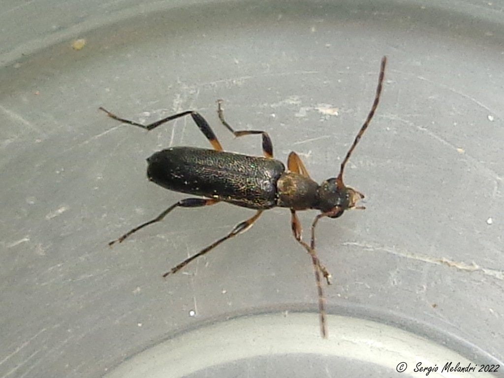Cerambycidae: Grammoptera ruficornis ruficornis